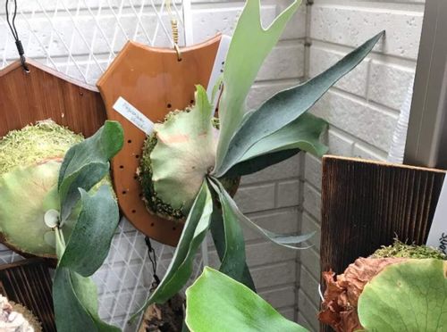 ビカクシダ ビーチーとは 増やし方や特徴 どこで買える Greensnap グリーンスナップ