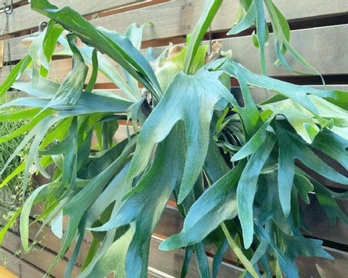 ビカクシダ ビーチーとは 増やし方や特徴 どこで買える Greensnap グリーンスナップ