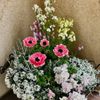 アネモネの寄せ植えで相性のいい草花8選！おしゃれにするコツもご紹介！の画像