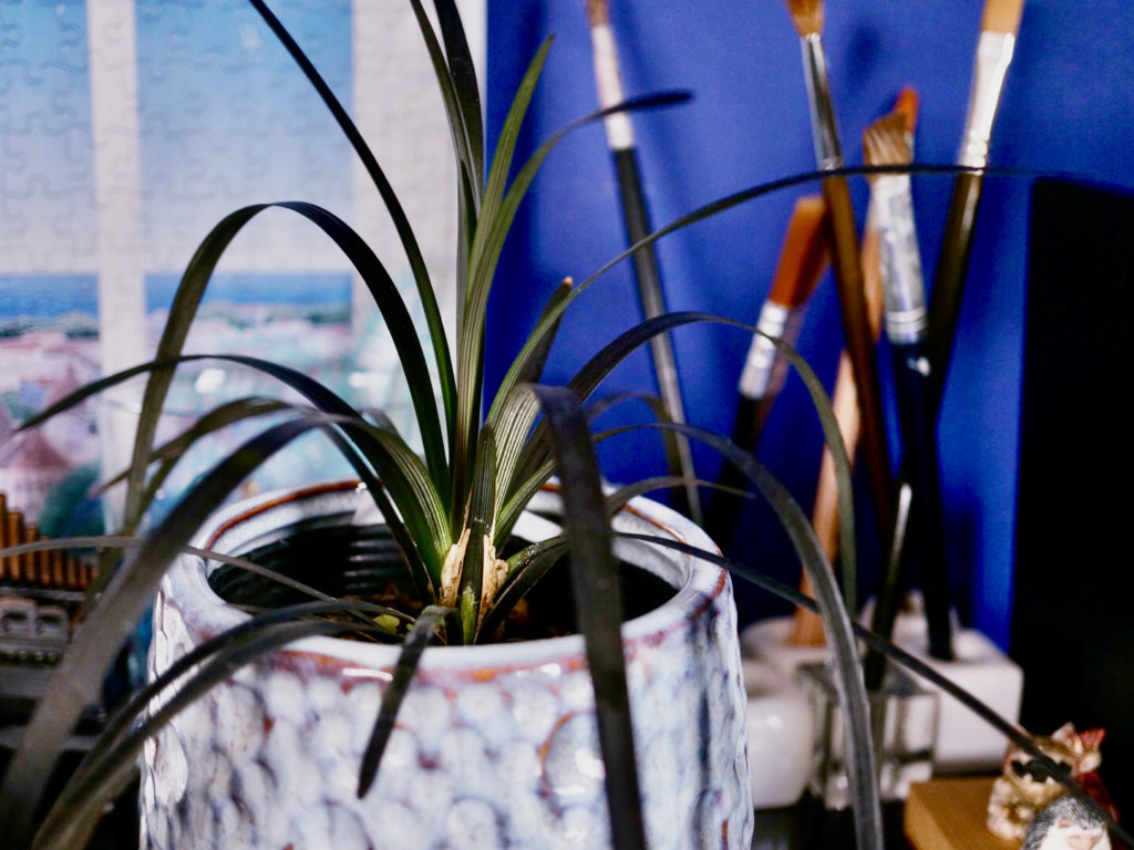 黒竜　コクリュウ