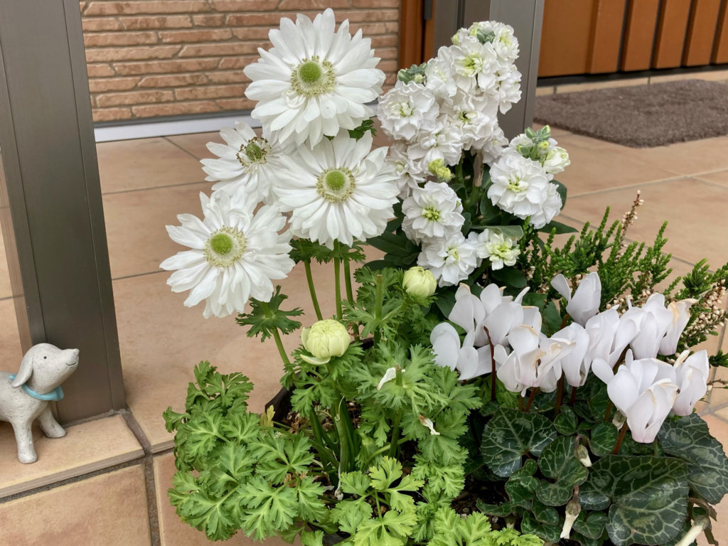 アネモネ 寄せ植え