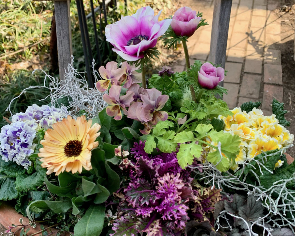 アネモネ 寄せ植え