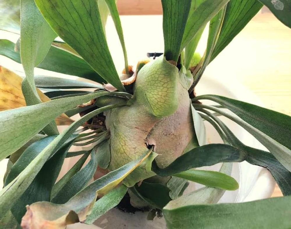 ビカクシダ・ネザーランド