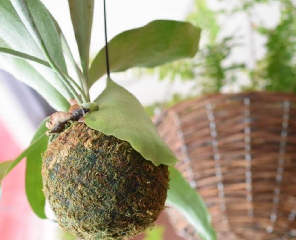 ビカクシダ・ネザーランド