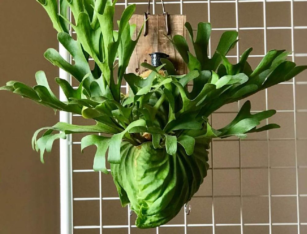 ビカクシダ・リドレイ