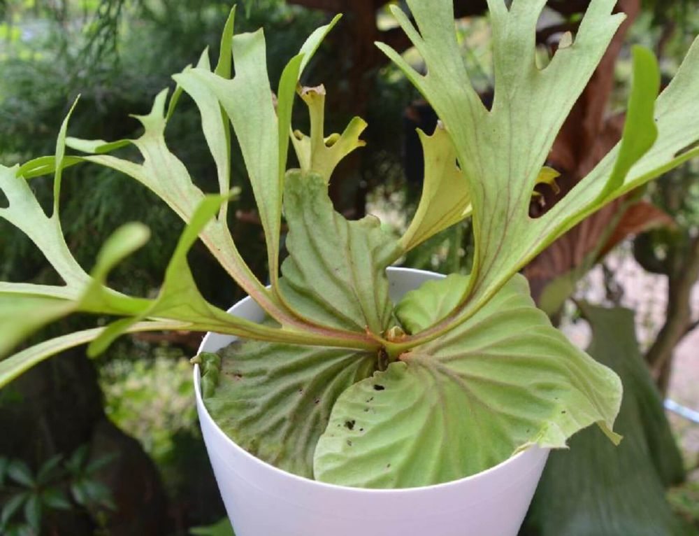 ビカクシダ・リドレイ