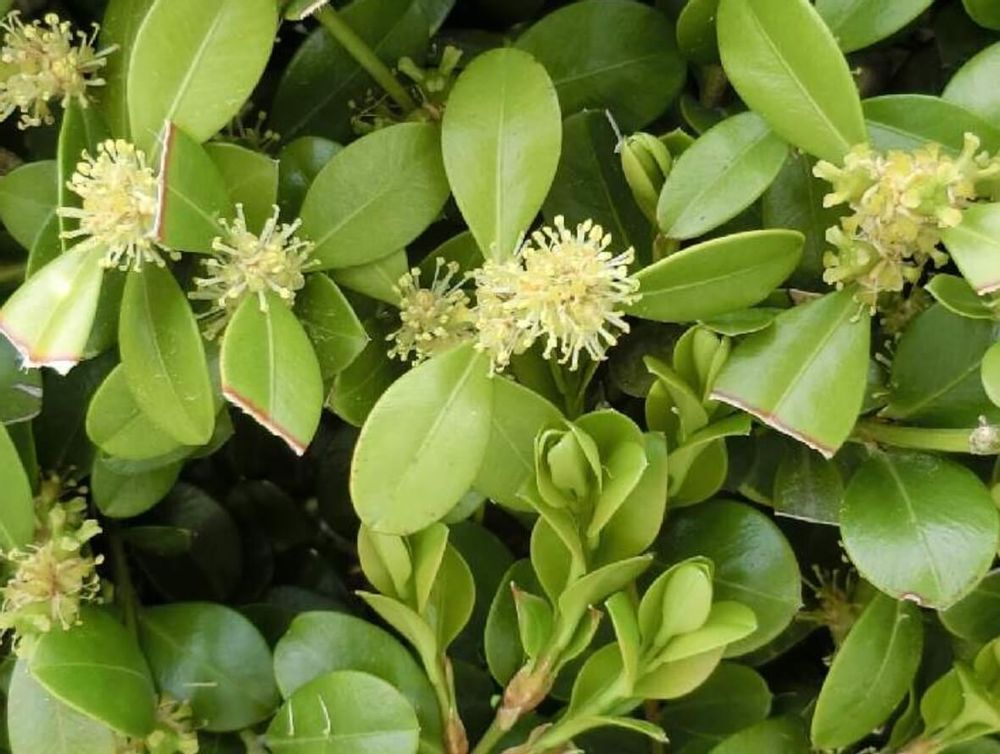 ボックスウッド