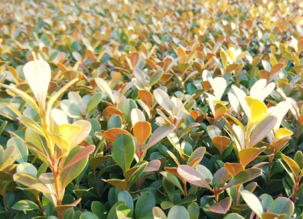 ボックスウッド