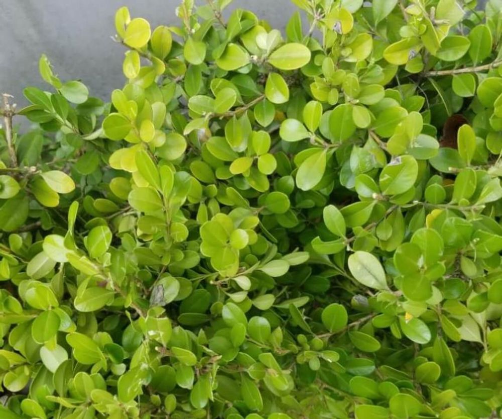 ボックスウッド