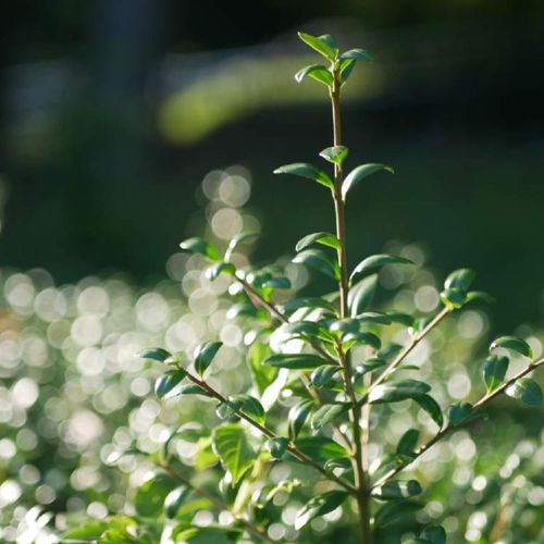 ボックスウッドとは 生垣におすすめ 紅葉するの Greensnap グリーンスナップ