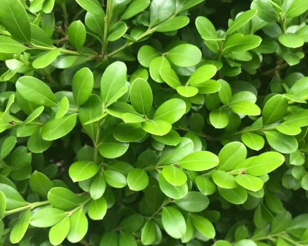 ボックスウッド