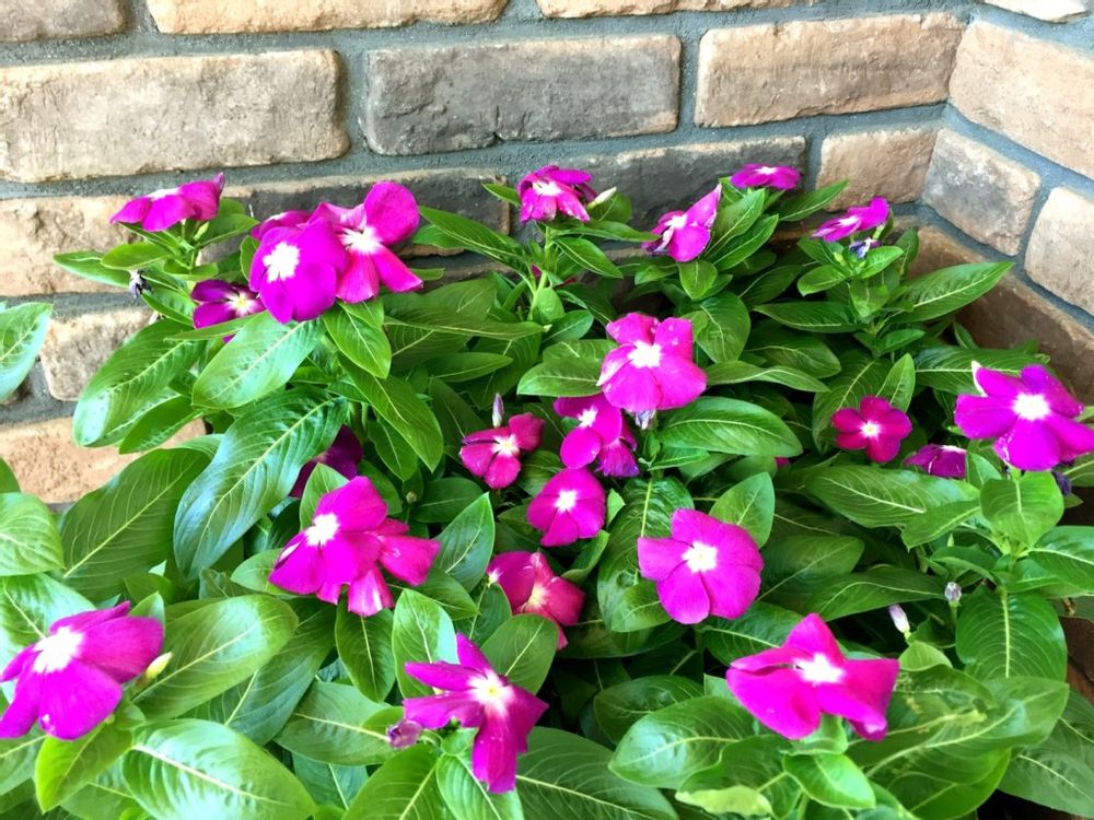 ニチニチソウ・エクエイター　ピンク色の花