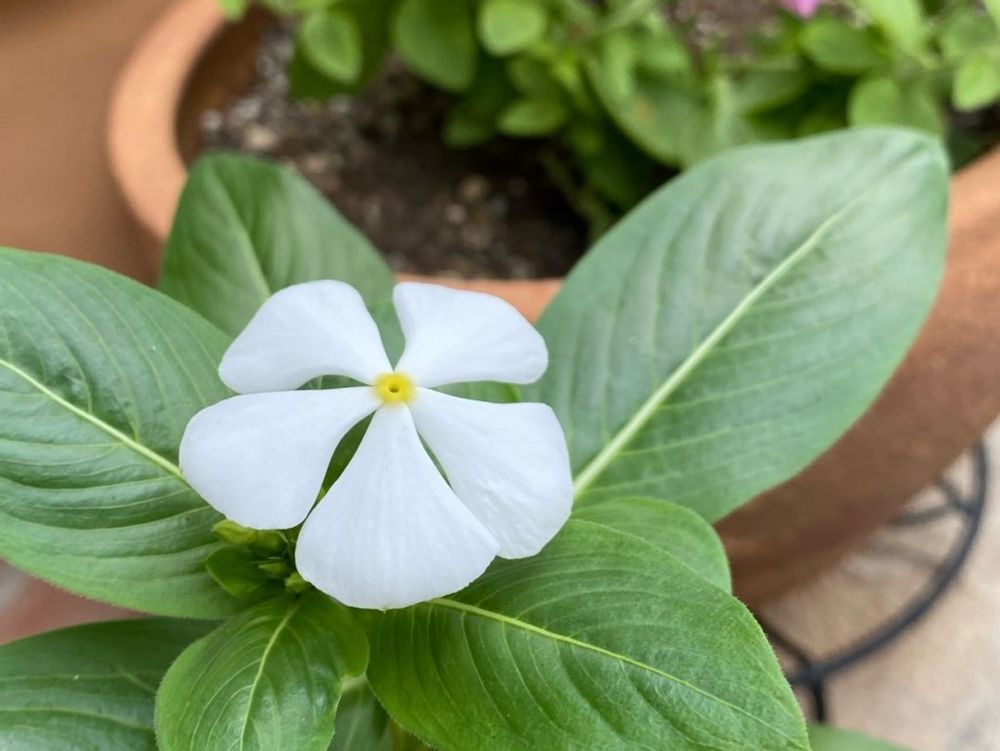 ニチニチソウ・トコナツ　スカイブルーの花