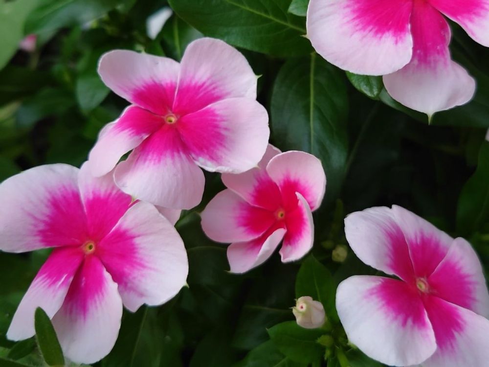 ニチニチソウ・ニルバーナカスケード　ピンク色の花　グラデーション