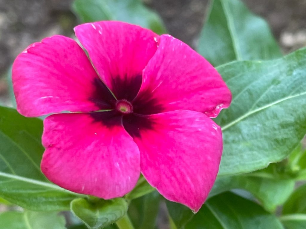 ニチニチソウ・タトゥー　ピンク色の花