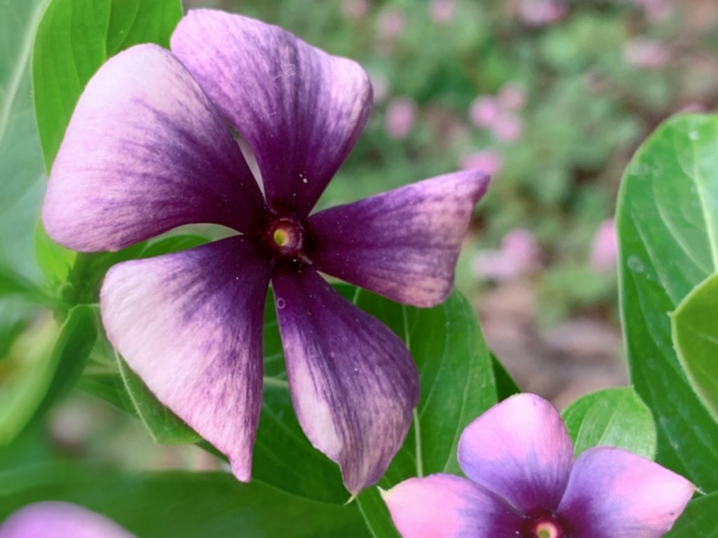 ニチニチソウ・モネ　紫色の花　グラデーション