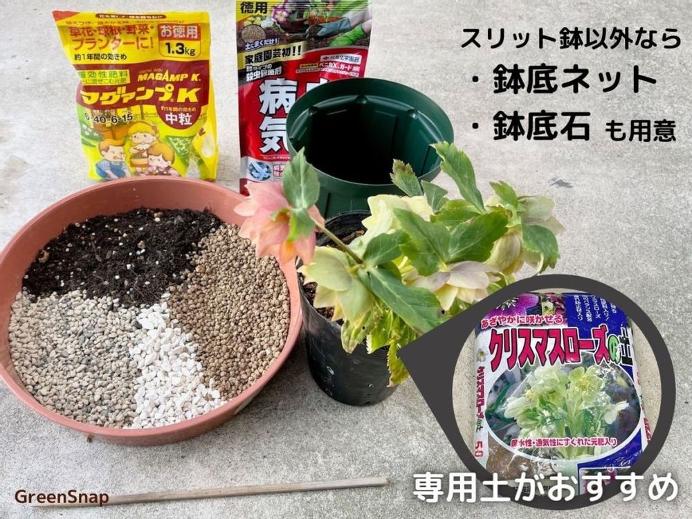 クリスマスローズ 植え替え 用意するもの