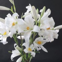 幻のユリといわれるマドンナリリーとは？育て方や歴史にせまります。の画像
