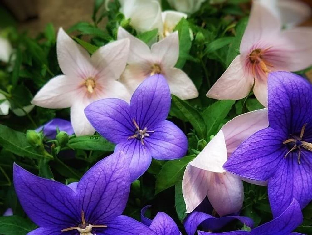 ポップスター　紫色の花　ピンク色の花