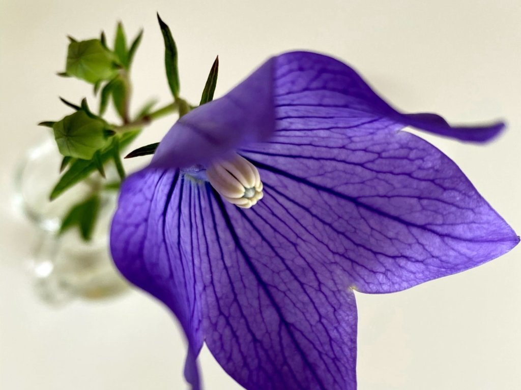 紫雲　紫色の花
