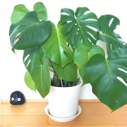 モンステラの気根は切るの 伸びすぎた気根の誘導や埋める方法は Greensnap グリーンスナップ