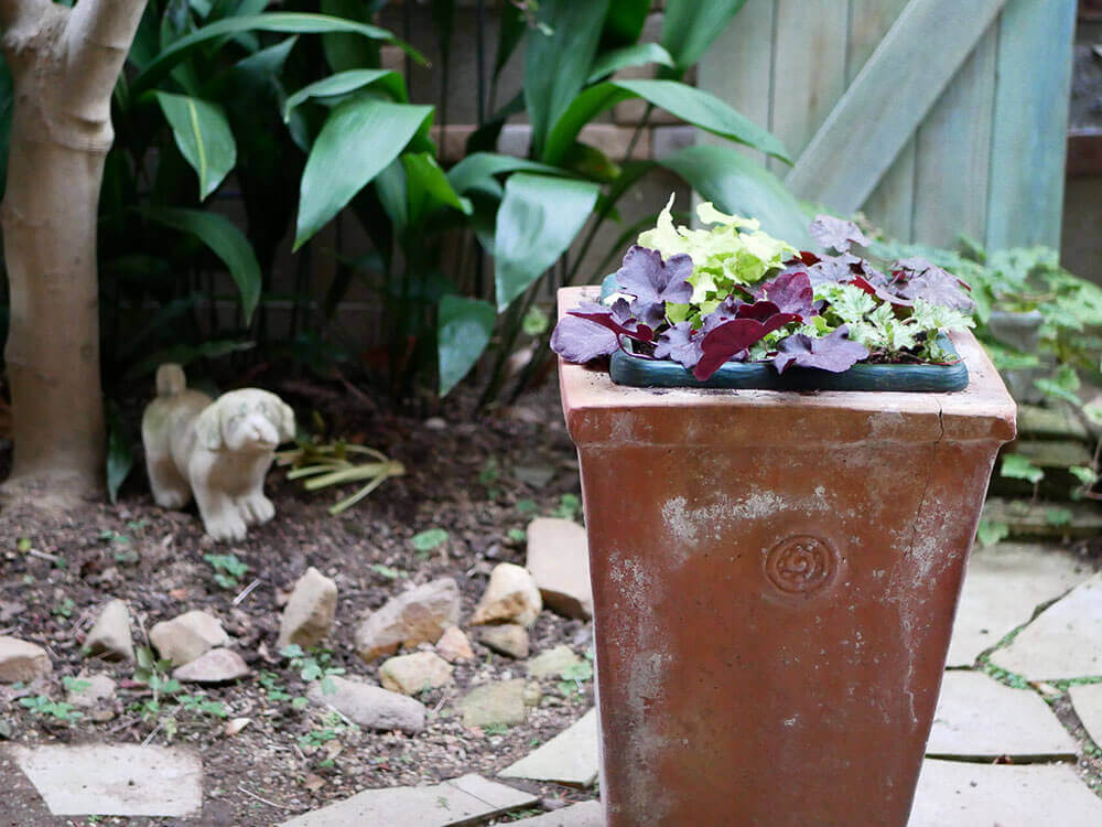 クリスマスローズの育て方 鉢植え 地植え別 初心者でも花をきれいに咲かせるコツ Greensnap グリーンスナップ