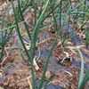 鶏糞とは｜安全性やニオイは？どうやって使うの？の画像