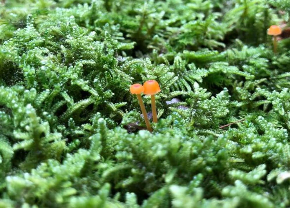 ハイゴケ　這苔