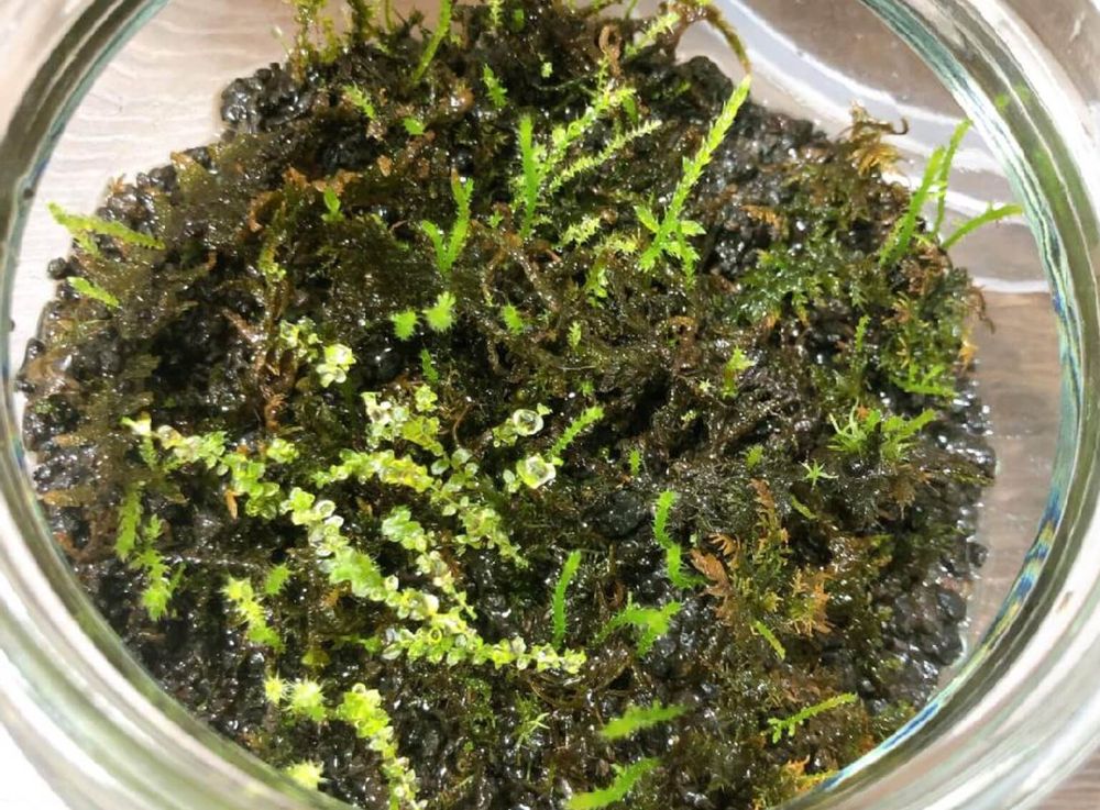 ハイゴケ　這苔