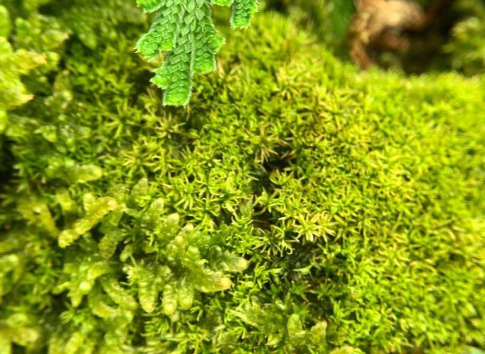 ハイゴケ　這苔