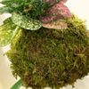 ハイゴケ(這苔)とは｜育て方は簡単？増やし方や植え方は？の画像