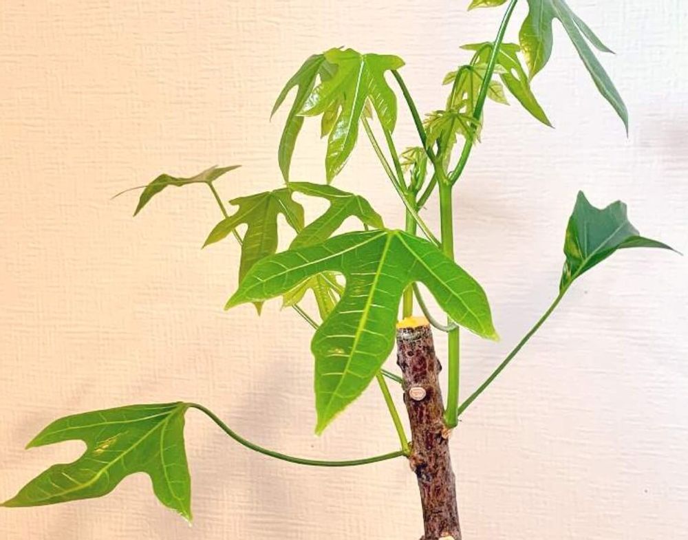 ボトルツリー　ブラキキトン　アケリフォリウス