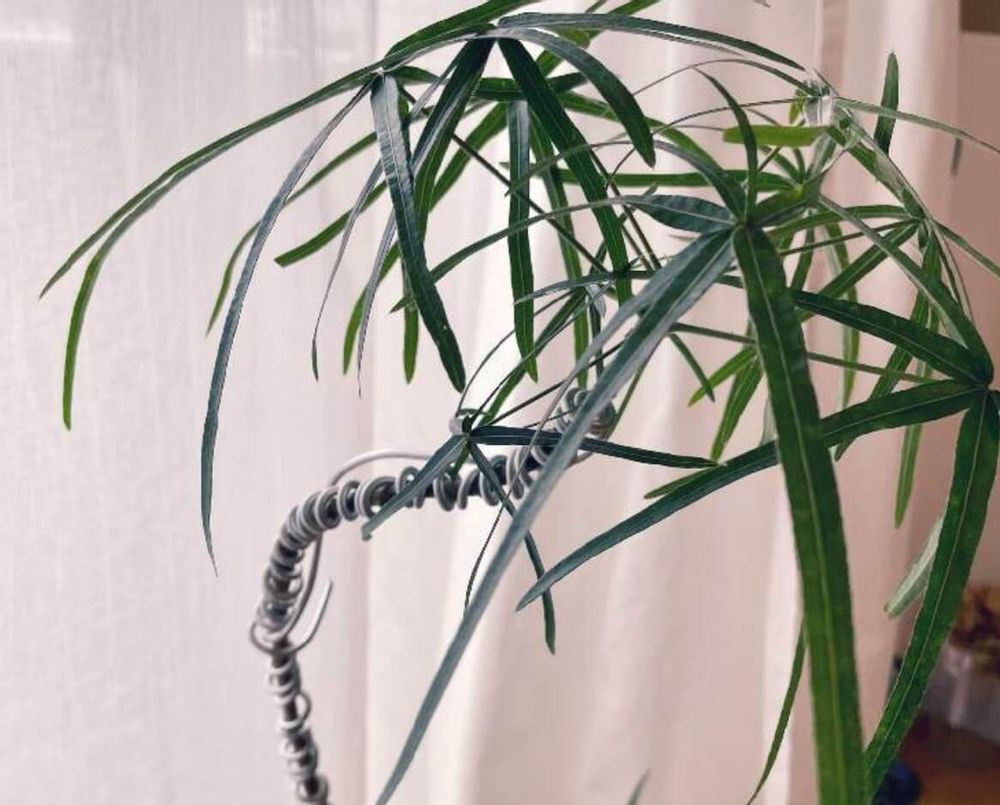 ボトルツリー　ブラキキトン