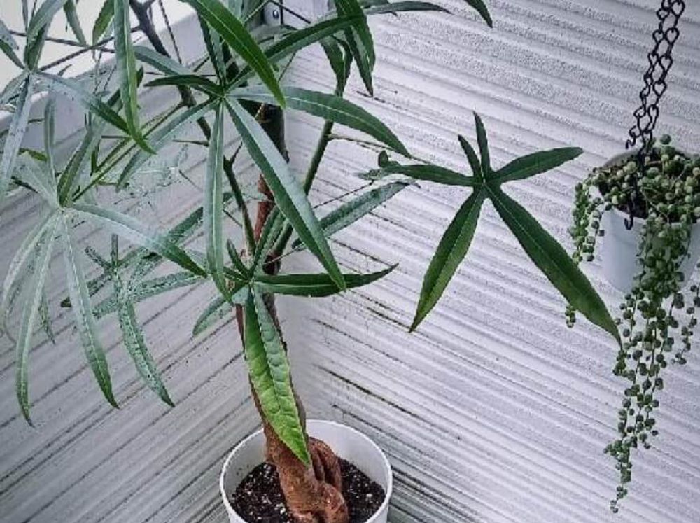 ボトルツリー　ブラキキトン