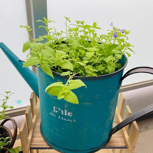 植木鉢の種類 基本の選び方や鉢と相性の良い植物は Greensnap グリーンスナップ