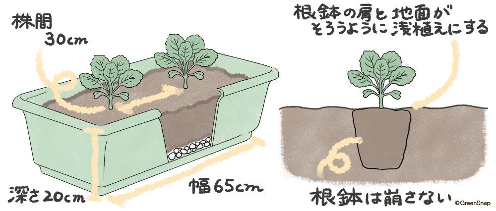 ブロッコリー プランター 定植 イラスト