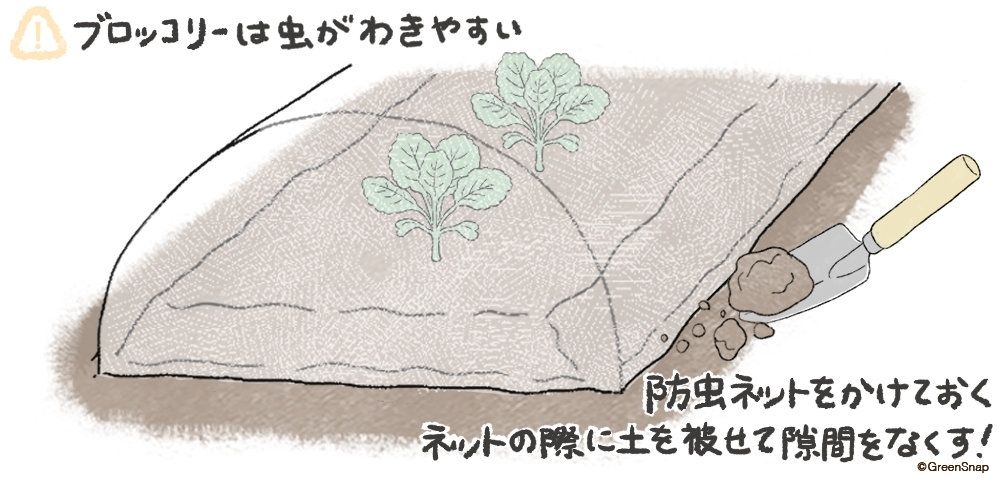 ブロッコリー 害虫 対策 イラスト