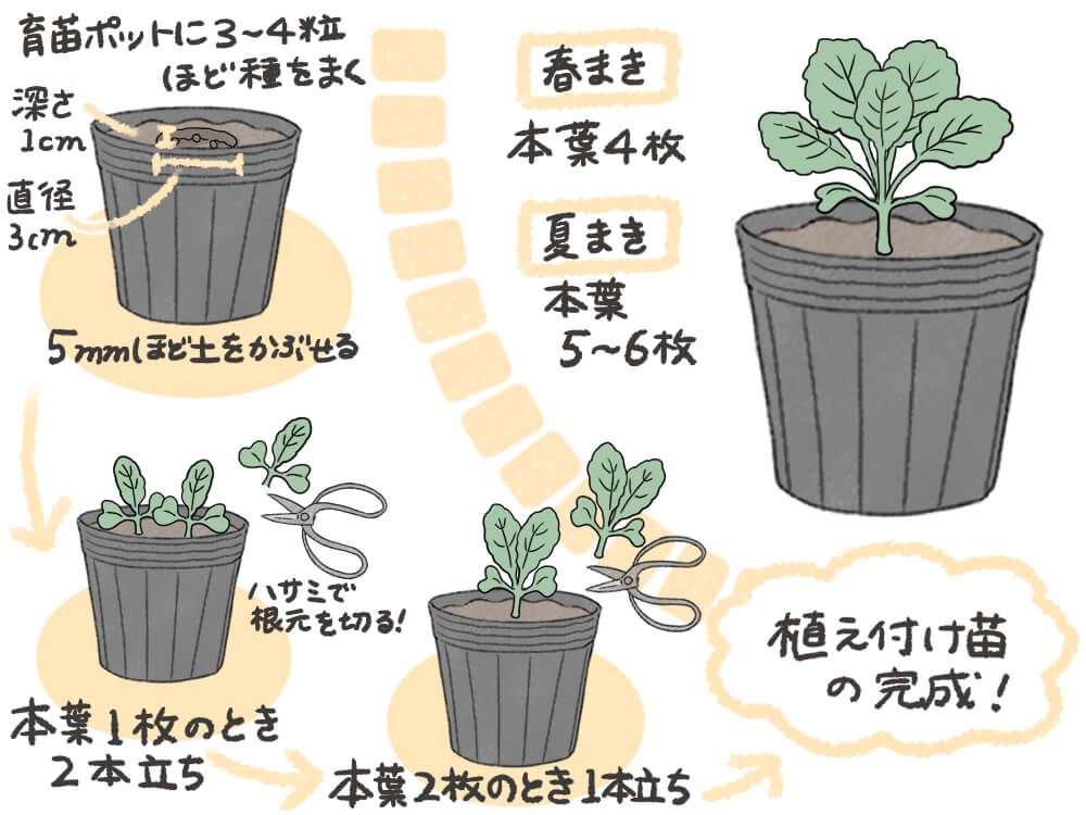 ブロッコリー 種まき イラスト