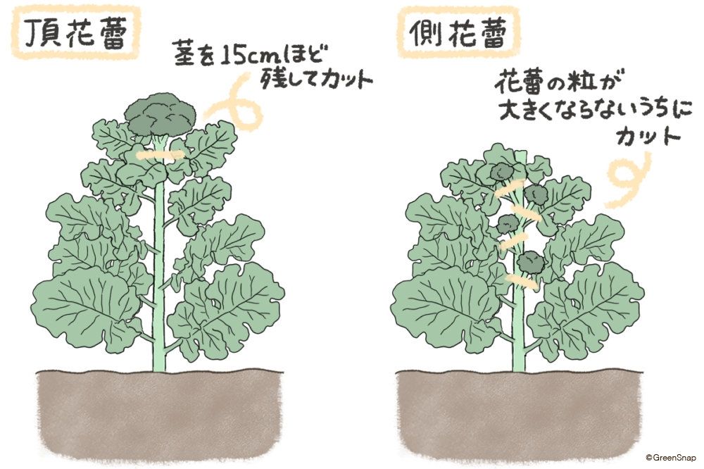 ブロッコリー 収穫 イラスト