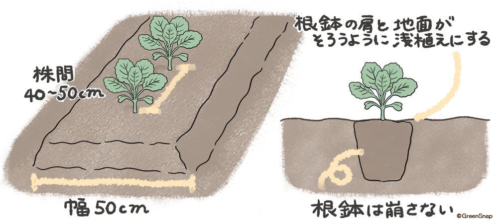 ブロッコリー 畑 定植 イラスト