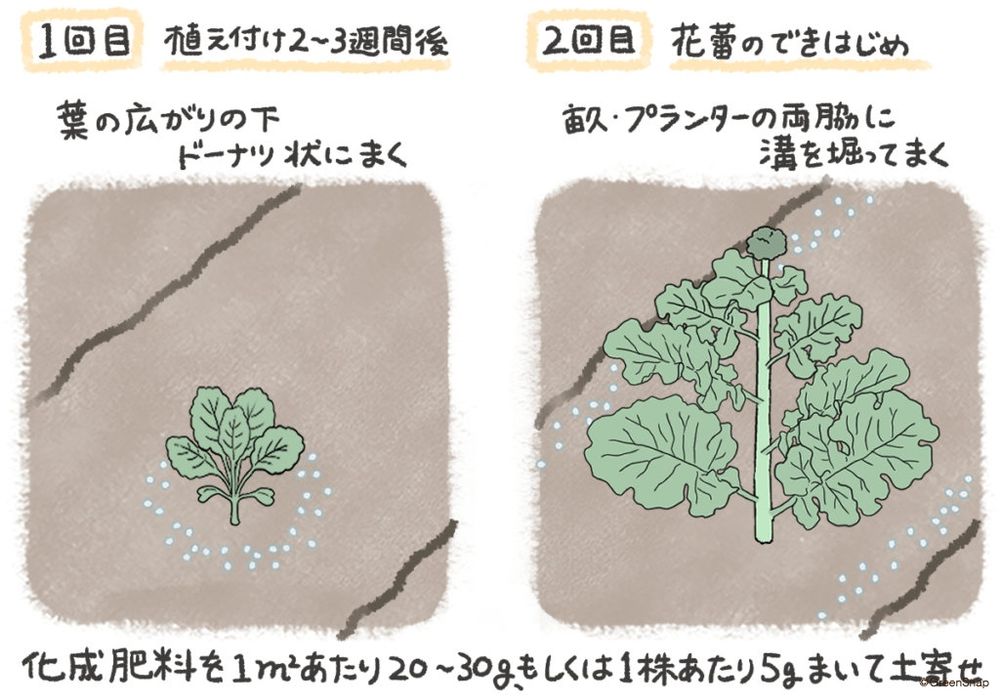 ブロッコリー 肥料 追肥 イラスト