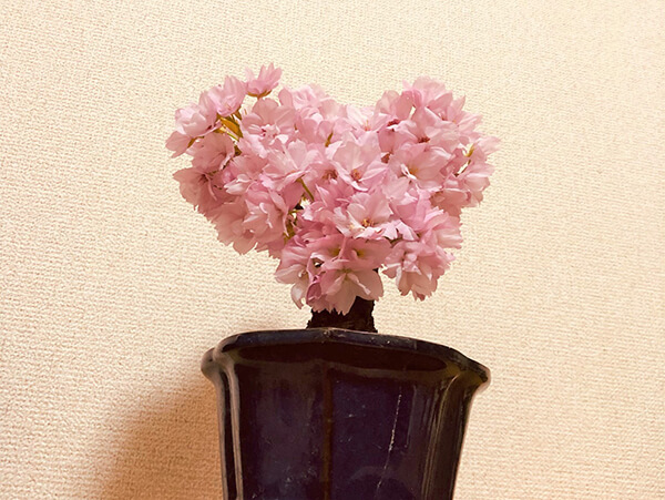 桜盆栽　ハート型