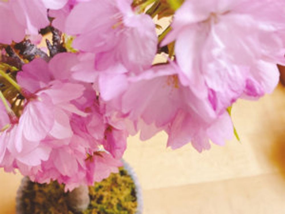 桜盆栽　拡大
