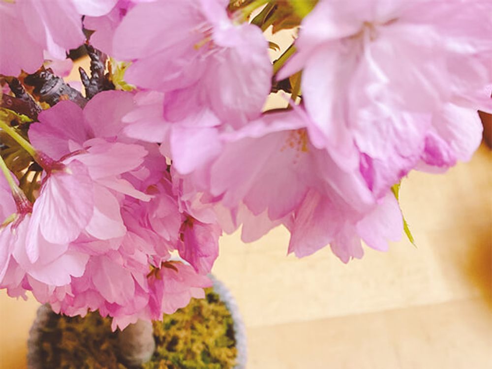 桜盆栽　拡大
