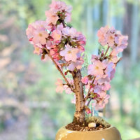 桜盆栽の育て方｜植え替えや剪定の時期や方法、寿命はどれくらい？の画像