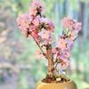 桜盆栽の育て方｜植え替えや剪定の時期や方法、寿命はどれくらい？の画像