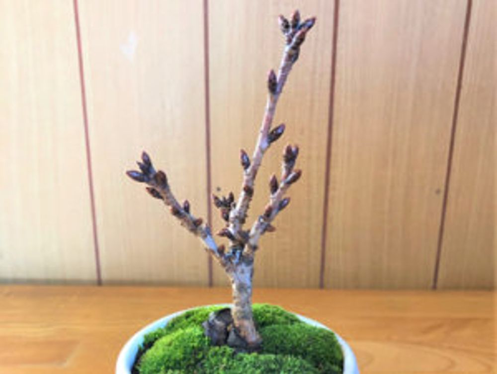 桜盆栽　枝