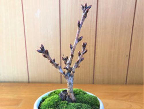 桜盆栽の育て方 植え替えや剪定の時期や方法 寿命はどれくらい Greensnap グリーンスナップ