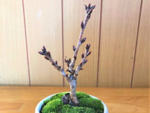桜盆栽の育て方 植え替えや剪定の時期や方法 寿命はどれくらい Greensnap グリーンスナップ 桜盆栽の育て方 植え替えや剪定の時期や方法 寿命はどれくらい Greensnap グリーンスナップ