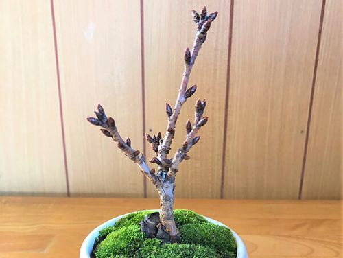 桜盆栽の育て方 剪定や植え替えの時期 方法は 寿命はどれくらい Greensnap グリーンスナップ